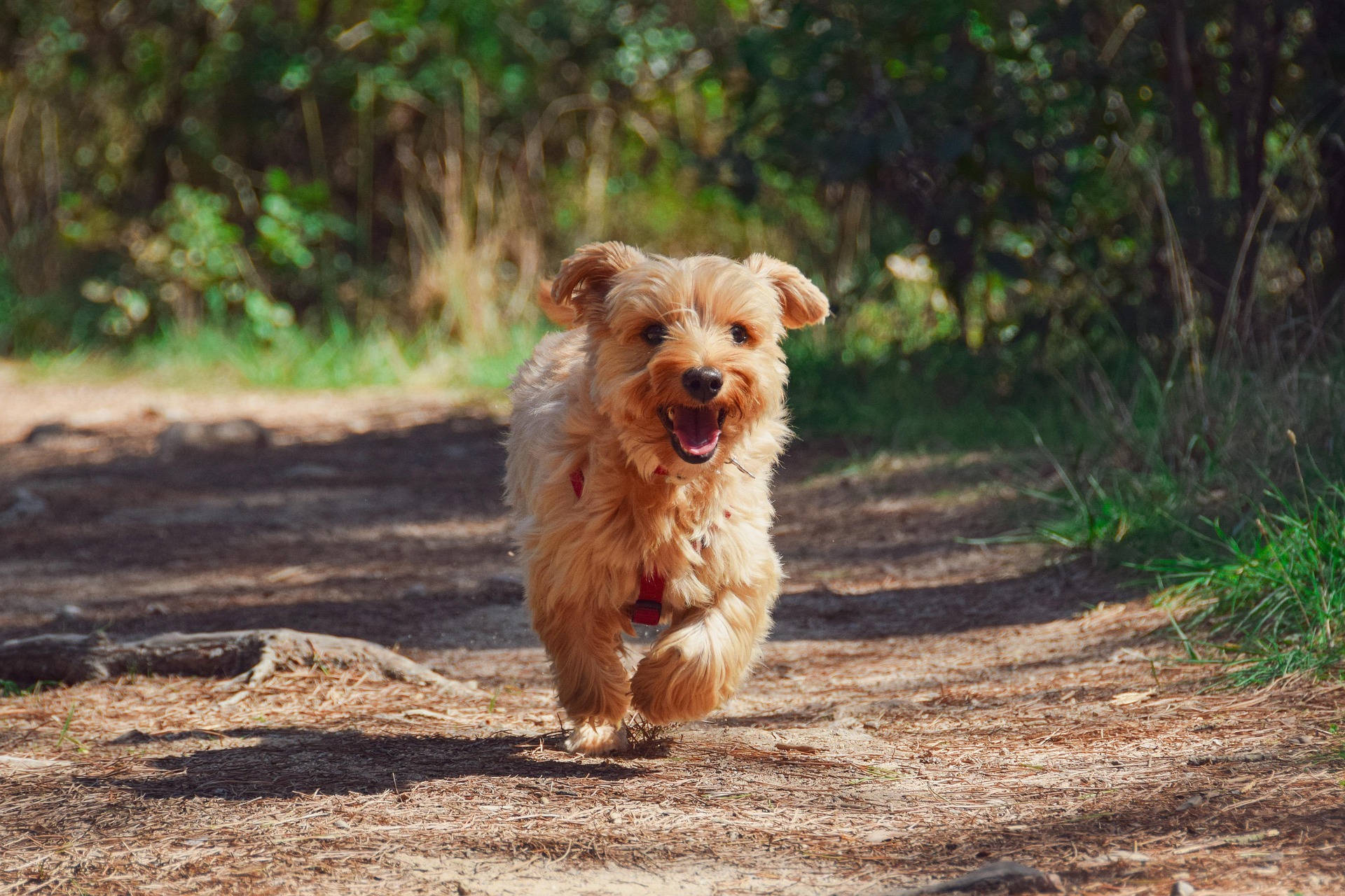 Warum ist eine ausgewogene Hundediät wichtig?